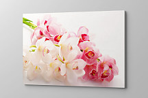 Obraz Exotická orchidea zs1174